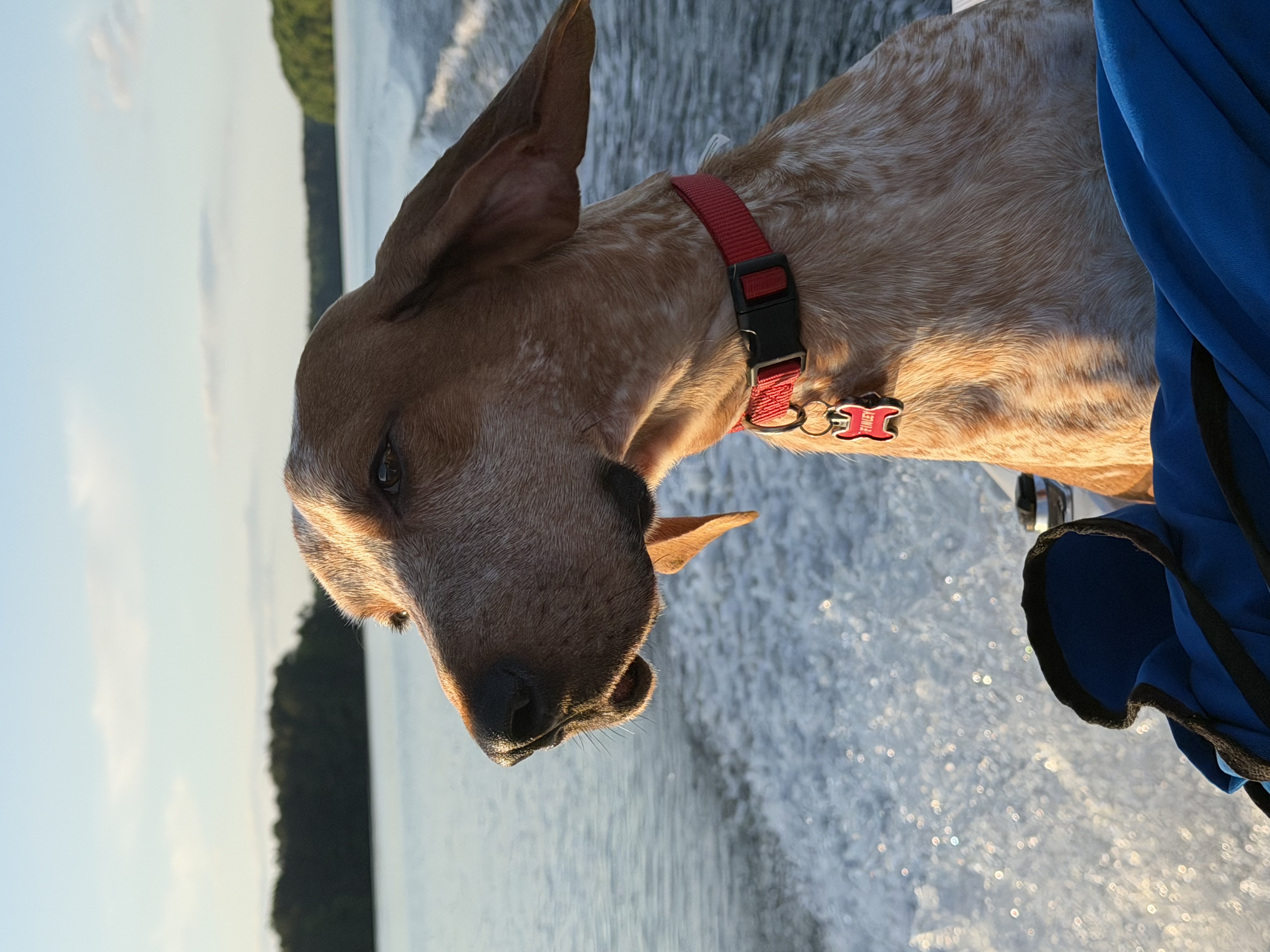 Rusty, a tan hound with a red collar, riding on a boat across a sunlit lake