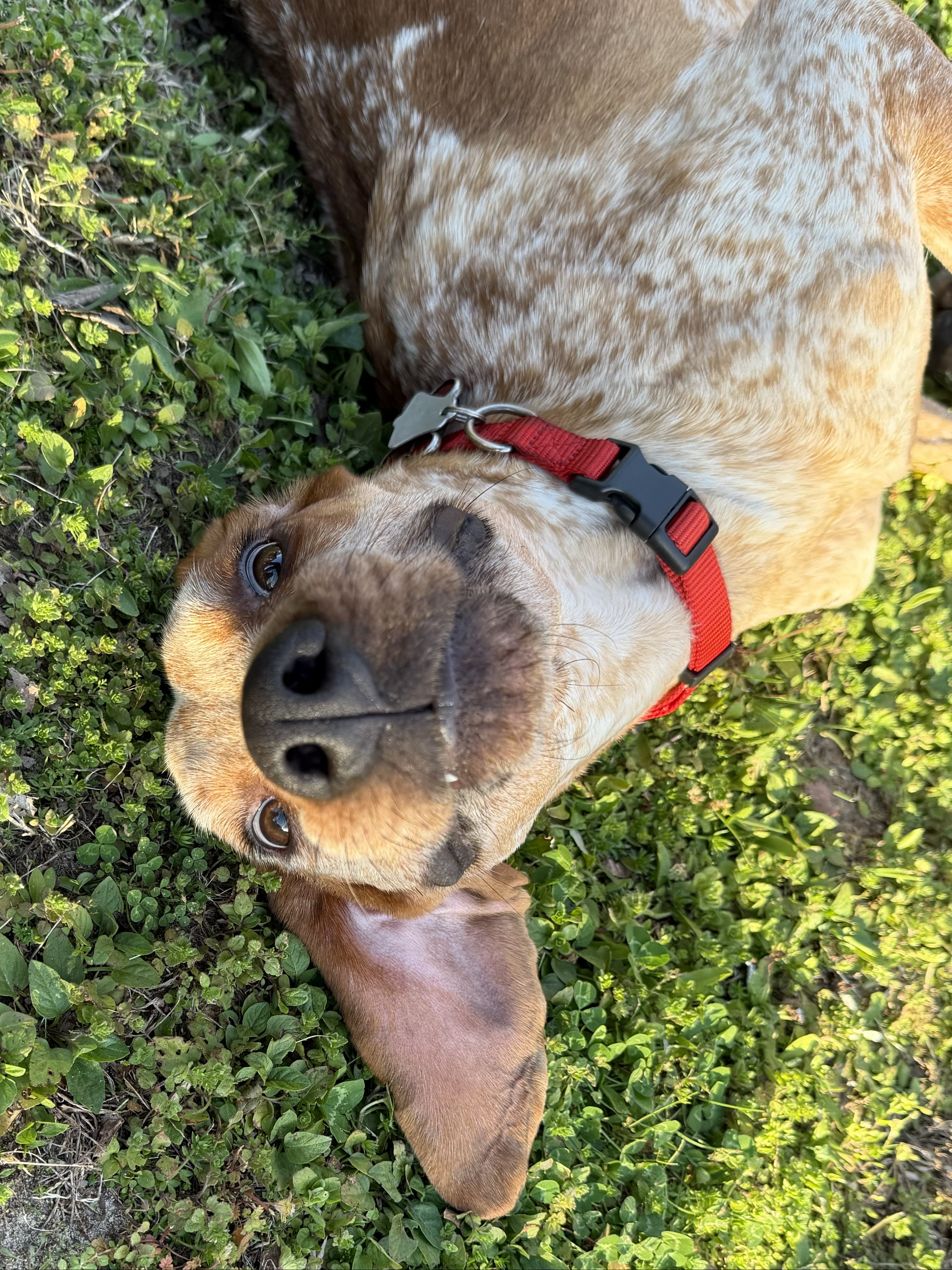 Rusty rolling in the grass and grinning up at the camera