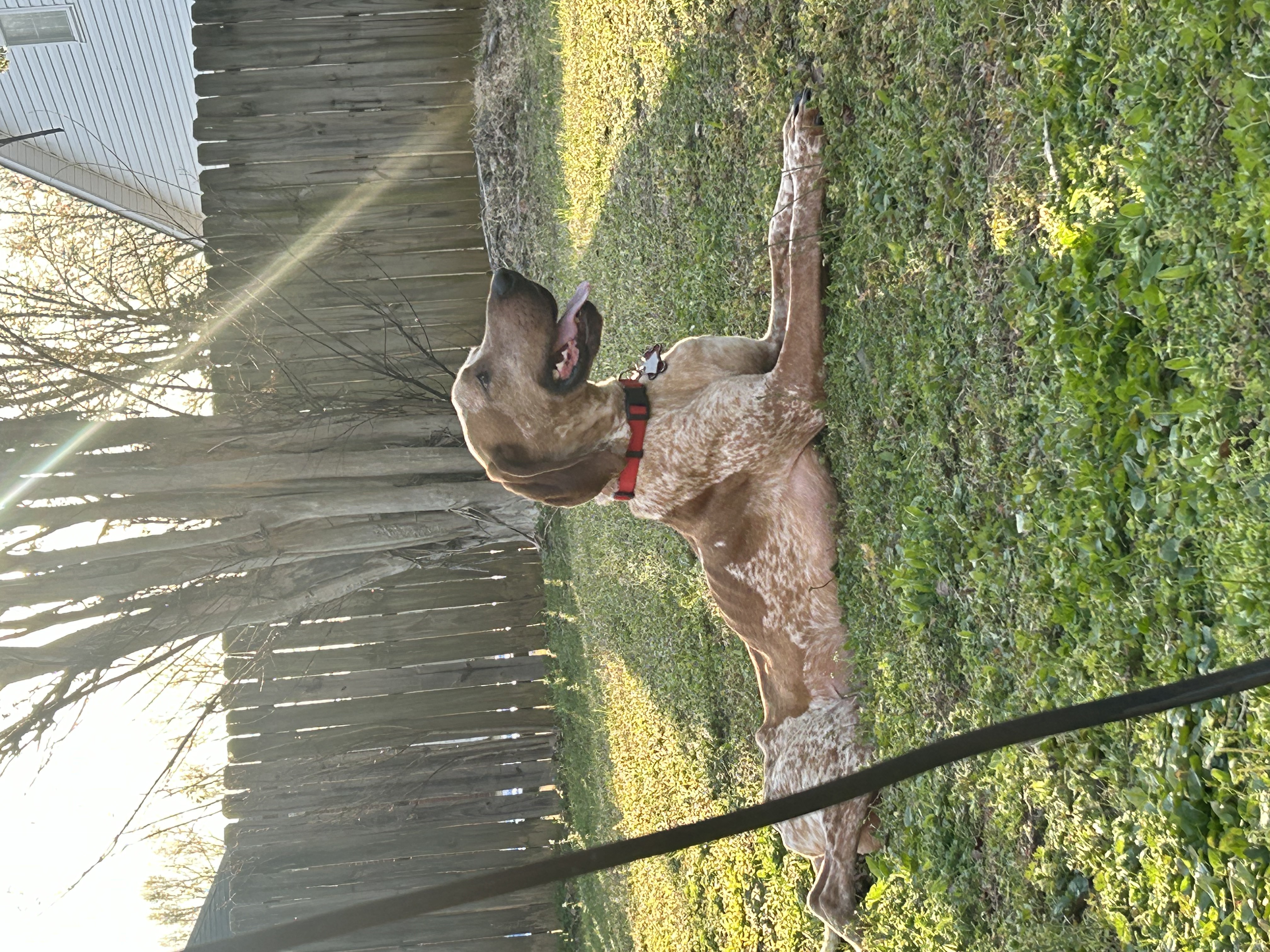 Rusty stretched out and happy in the warm evening sun