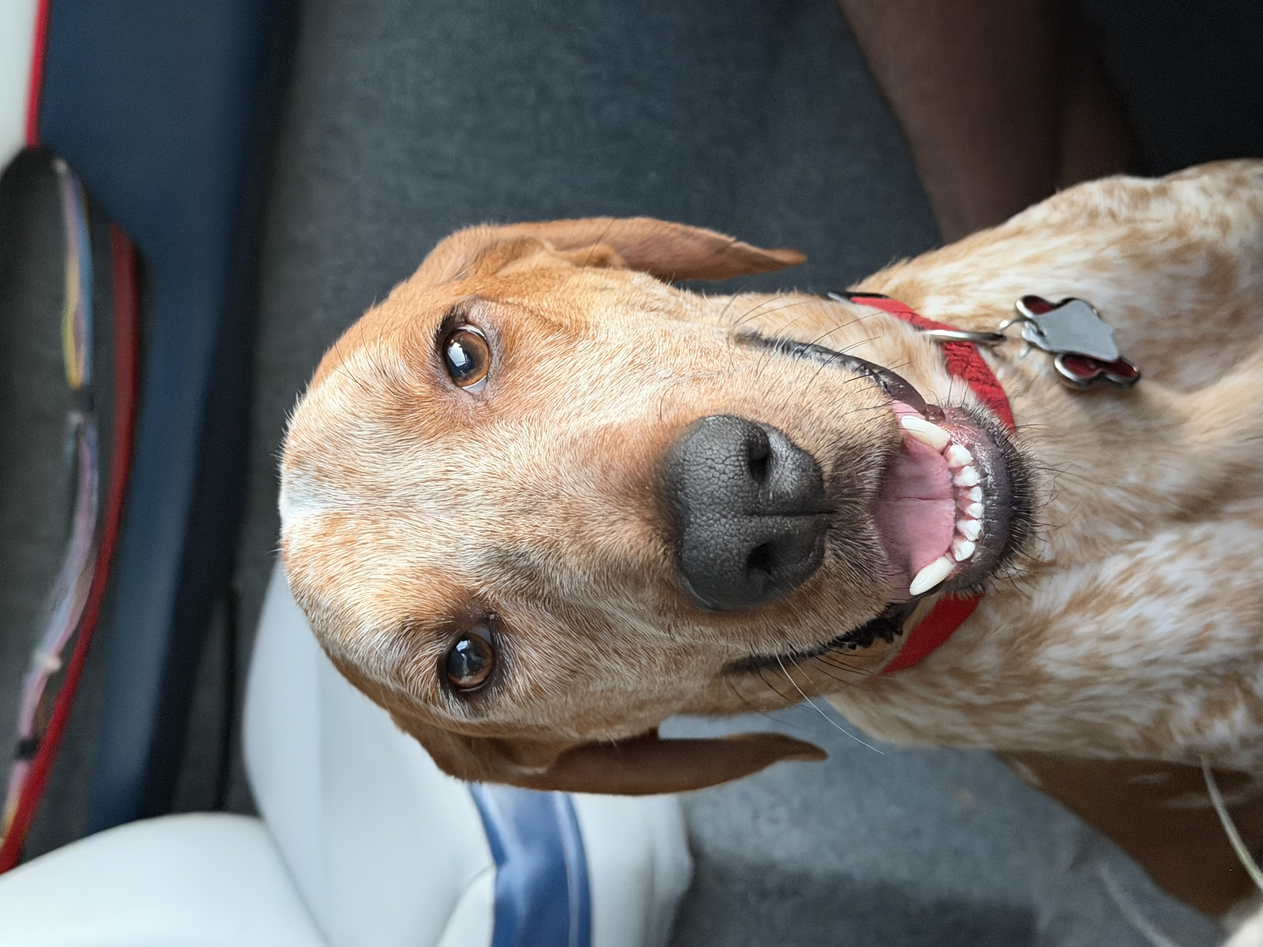 Rusty, a red-ticked hound, smiling warmly at the camera in his red collar